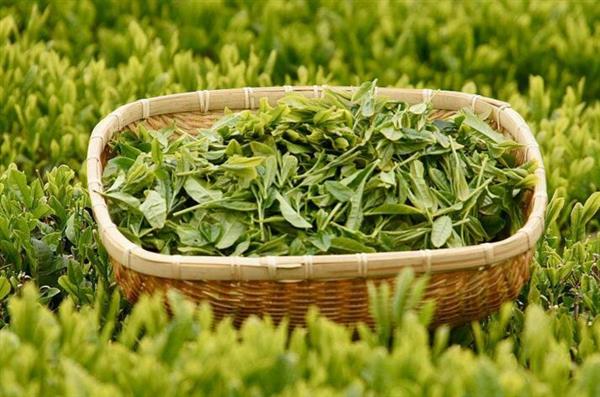 想做評茶師？那你應(yīng)該來石家莊聞達職業(yè)技能培訓(xùn)學(xué)校學(xué)學(xué)了